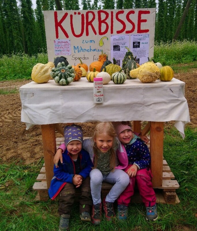 Kürbisse Johanna, Leni und Jakob